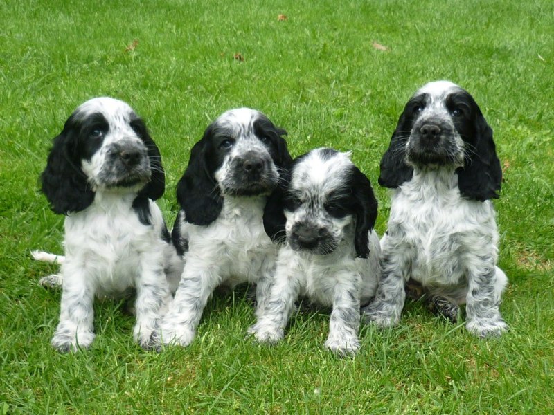 43-Flip, Fant, Fanny, Fred.JPG